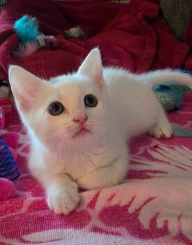 Domestic Short Hair Cats Available for Adoption in Ocala, Florida - Aritzia | PetCurious