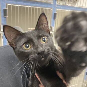 Rescue Domestic Short Hair Cats for Adoption in New Castle, Delaware - Cassandra | PetCurious