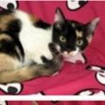 Snickers -  Domestic Short Hair Cat for Adoption in Tampa, Florida - Snickers | PetCurious