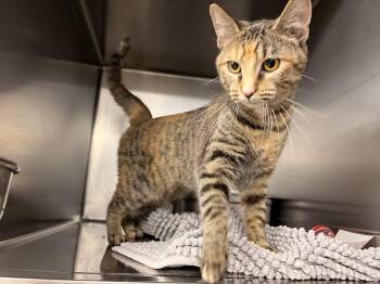Domestic Short Hair Cats Available for Adoption in Saint Charles, Missouri - Chocolate Cosmos | PetCurious
