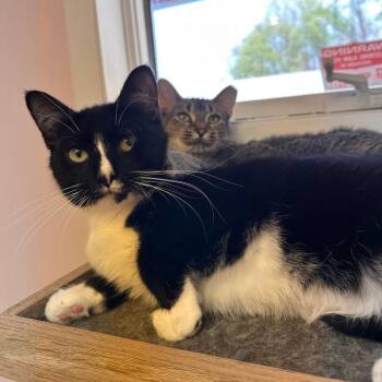 Benny -  Domestic Short Hair Cat for Adoption in Greensburg, Pennsylvania - Benny | PetCurious