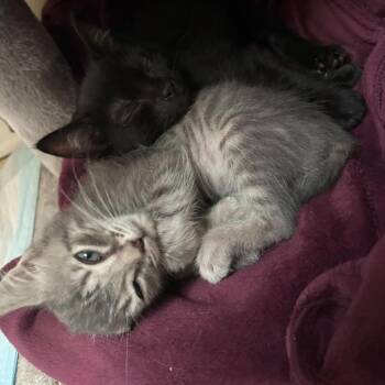 Cookie -  Domestic Short Hair Cat Available for Adoption in Tallahassee, Florida - Cookie | PetCurious