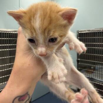 Nutter Butter -  Domestic Short Hair Cat for Adoption in Greensboro, North Carolina - Nutter Butter | PetCurious