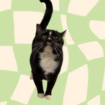 Peanut (Chow Hound Grand Haven) -  Domestic Short Hair Cat for Adoption in West Olive, Michigan - Peanut (Chow Hound Grand Haven) | PetCurious