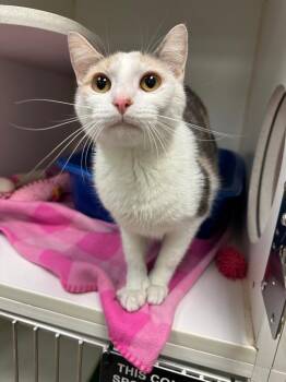 Sadie (afton) -  Domestic Short Hair Cat for Adoption in Johnson City, Tennessee - Sadie (afton) | PetCurious