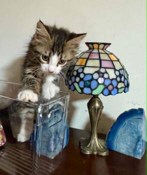 Manuel -  Maine Coon and Domestic Long Hair Cat for Adoption in Arnold, Missouri - Manuel | PetCurious