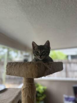 Rescue Domestic Short Hair Cats for Adoption in Deltona, Florida - Pumper Nickel | PetCurious