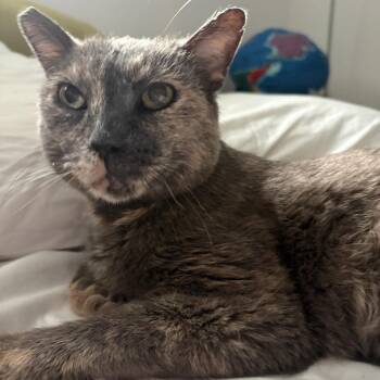 Domestic Short Hair Cats Available for Adoption in Los Angeles, California - Alma | PetCurious