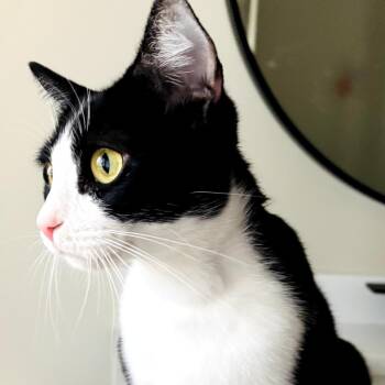 Domestic Short Hair Cats Available for Adoption - Mama Bella | PetCurious