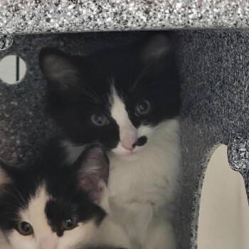 Andrina -  Domestic Medium Hair Cat for Adoption in Salt Lake City, Utah - Andrina | PetCurious