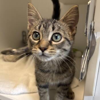 Garlic Bread -  Domestic Short Hair Cat for Adoption in Naperville, Illinois - Garlic Bread | PetCurious