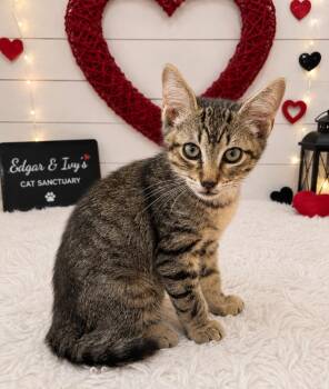Theo -  Domestic Short Hair Cat for Adoption in Corpus Christi, Texas - Theo | PetCurious