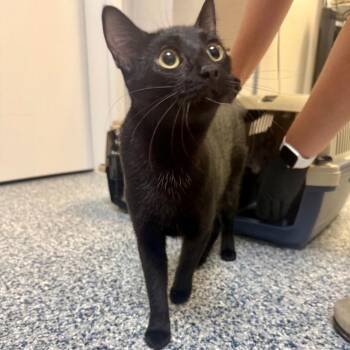 Darla -  Domestic Short Hair Cat for Adoption in Great Falls, Montana - Darla | PetCurious