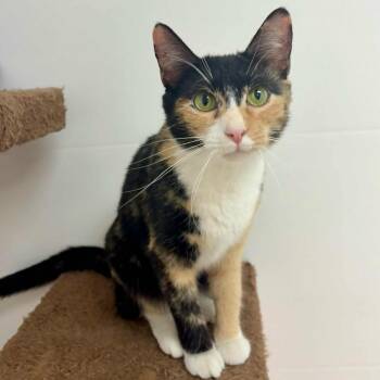 Rescue Calico Cats for Adoption in Rushville, Illinois - MaeLynn | PetCurious