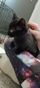 Rescue American Shorthair Cats for Adoption in Van Wert, Ohio - Stiletto | PetCurious