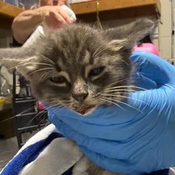 Poppy -  Domestic Short Hair Cat for Adoption in Milton, Florida - Poppy | PetCurious