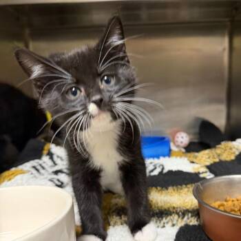 Chestnut -  Domestic Short Hair Cat for Adoption in Mankato, Minnesota - Chestnut | PetCurious