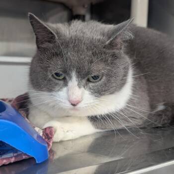 Domestic Short Hair Cats Available for Adoption - Olivia | PetCurious