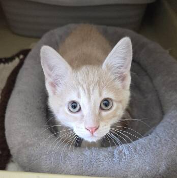 Domestic Short Hair Cats Available for Adoption in Harrison, Michigan - LEO | PetCurious