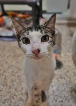Falco 48101 -  Domestic Short Hair Cat for Adoption in Aiken, South Carolina - Falco 48101 | PetCurious
