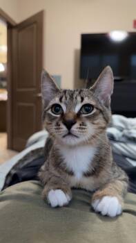 Roger -  Domestic Short Hair Cat for Adoption in Cincinnati, Ohio - Roger | PetCurious