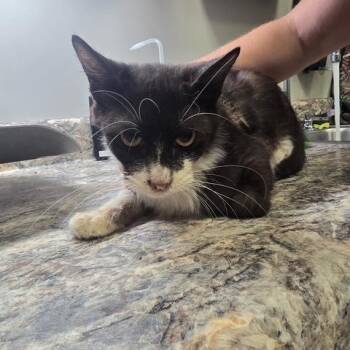 Liam - 081908U -  Domestic Short Hair Cat for Adoption in Tupelo, Mississippi - Liam - 081908U | PetCurious