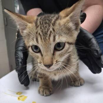 Gelato -  American Shorthair Cat for Adoption in Lufkin, Texas - Gelato | PetCurious