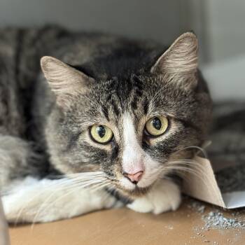 Peacock -  Domestic Long Hair Cat for Adoption in Philadelphia, Pennsylvania - Peacock | PetCurious