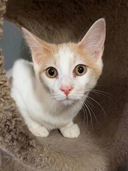 Dale -  Domestic Short Hair Cat for Adoption in Phoenix, Arizona - Dale | PetCurious