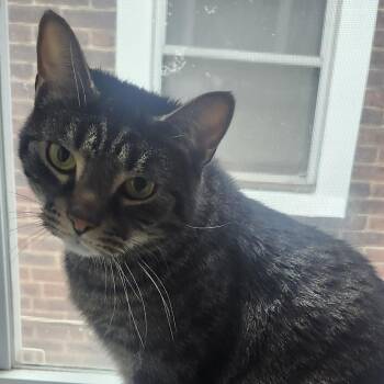 Domestic Short Hair Cats Available for Adoption in Philadelphia, Pennsylvania - Sherlock | PetCurious