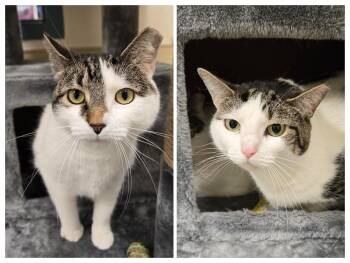 Tabby Cats Available for Adoption in New Rochelle, New York - Taylor And Swiftie- Bonded Pair | PetCurious