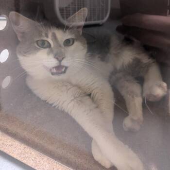 Domestic Short Hair Cats Available for Adoption in Charlottesville, Virginia - Gravy Boat | PetCurious