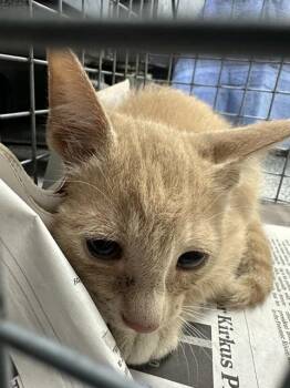 Domestic Short Hair Cats Available for Adoption in Pasadena, Texas - A185151 | PetCurious