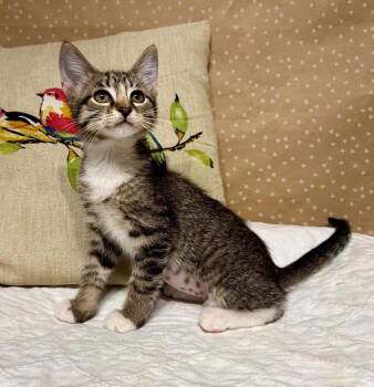 Quill -  Domestic Short Hair Cat for Adoption in Groveland, Massachusetts - Quill | PetCurious