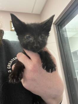 Jellybean -  Domestic Short Hair Cat for Adoption in Osseo, Michigan - Jellybean | PetCurious