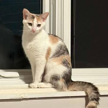 Domestic Short Hair Cats Available for Adoption in Gibsonia, Pennsylvania - Princess Buttercup | PetCurious