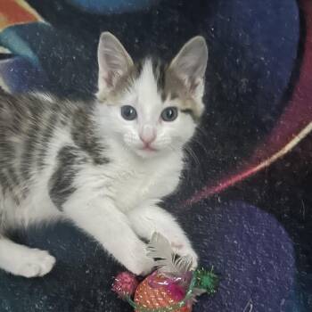 Nifty -  Domestic Short Hair Cat for Adoption in Edwardsville, Illinois - Nifty | PetCurious
