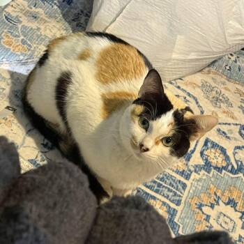 Calico Cats Available for Adoption in Glocester, Rhode Island - Sheba | PetCurious