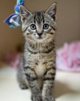 Samson -  Domestic Short Hair Cat for Adoption in Pequot Lakes, Minnesota - Samson | PetCurious