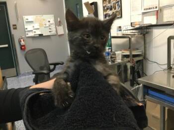 A1916640 -  Domestic Short Hair Cat for Adoption in Thousand Palms, California - A1916640 | PetCurious