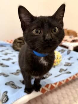 Domestic Short Hair Cats Available for Adoption - Paul | PetCurious