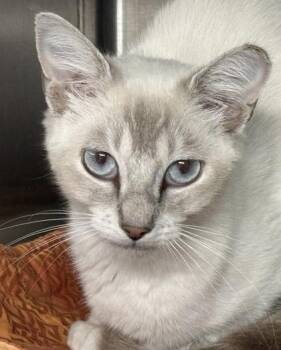 Cheesecake -  Siamese and Domestic Short Hair Cat for Adoption in Venice, Florida - Cheesecake | PetCurious
