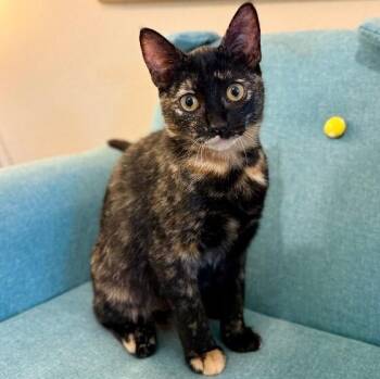Georgina Faye Sweet Pea -  Tortoiseshell and Domestic Short Hair Cat for Adoption in Friendswood, Texas - Georgina Faye Sweet Pea | PetCurious
