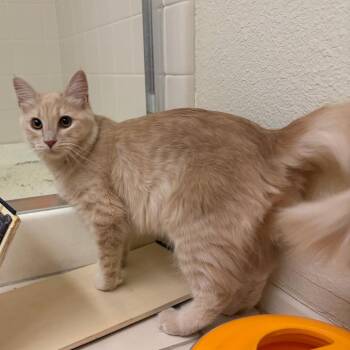 Shaggy -  Domestic Medium Hair Cat for Adoption in Coachella, California - Shaggy | PetCurious