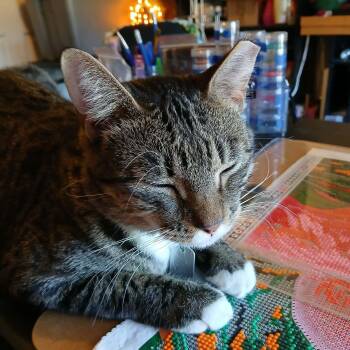 Jason -  American Shorthair Cat for Adoption in Yukon, Oklahoma - Jason | PetCurious