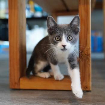 Domestic Short Hair Cats Available for Adoption in Long Beach, California - Walnut | PetCurious