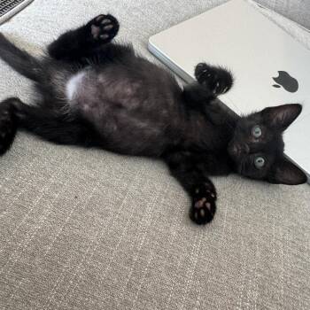 Danish Dessert 17 -  Domestic Short Hair Cat for Adoption in Austin, Texas - Danish Dessert 17 | PetCurious