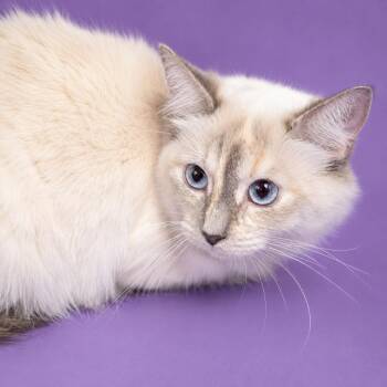 Missy -  Domestic Medium Hair Cat for Adoption in Concord, North Carolina - Missy | PetCurious