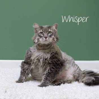 Rescue Domestic Long Hair Cats for Adoption in Pekin, Illinois - Whisper | PetCurious
