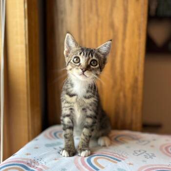 Brioche--In Foster -  Domestic Short Hair Cat for Adoption in Fargo, North Dakota - Brioche--In Foster | PetCurious